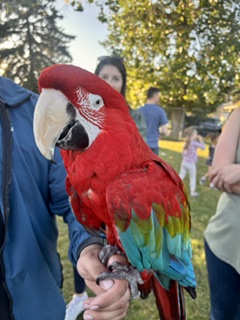 Parrot